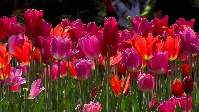 Don’t Miss Dallas Blooms!