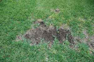 take all root rot lawn care dallas lawn company dallas mowing dallas