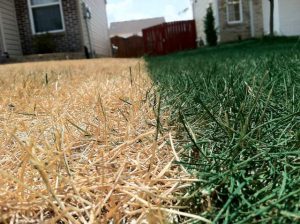 A lawn owner gathering soil for a soil test