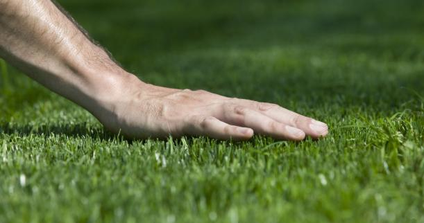 How To Sucessfully Plant A New Lawn how-to-sucessfully-plant-a-new-lawn