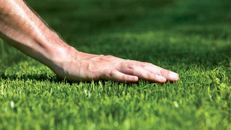 how-to-sucessfully-plant-a-new-lawn