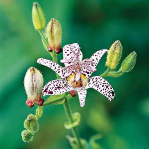 Toad lilly lawn care in Dallas mowing service garland mowing garland mowing plano