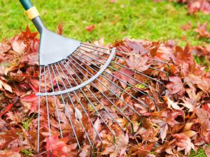 Clear Debris Dallas Plano Garland Lawn Care Dallas Plano Garland Lawn Care Service Company