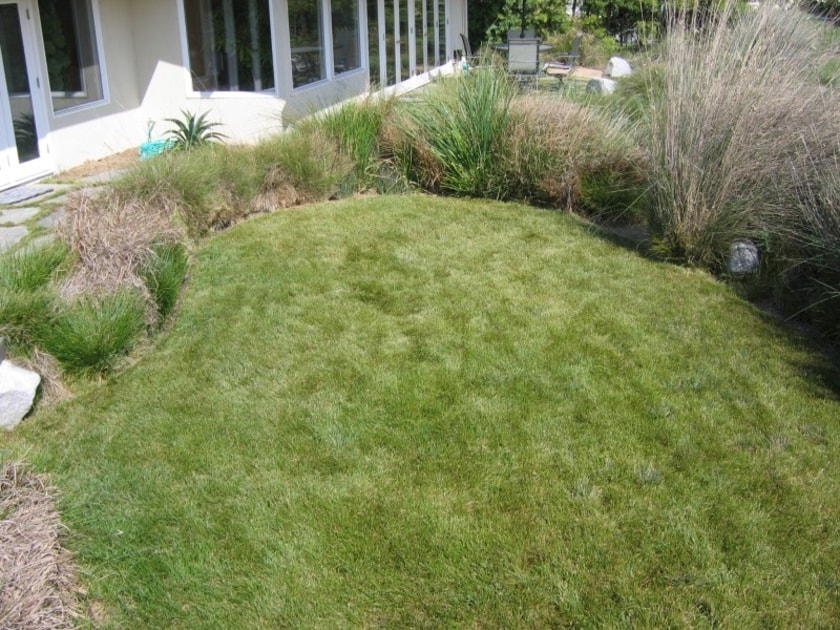 The Importance Of Heat-Resistant Native Grass For Texas Homes.