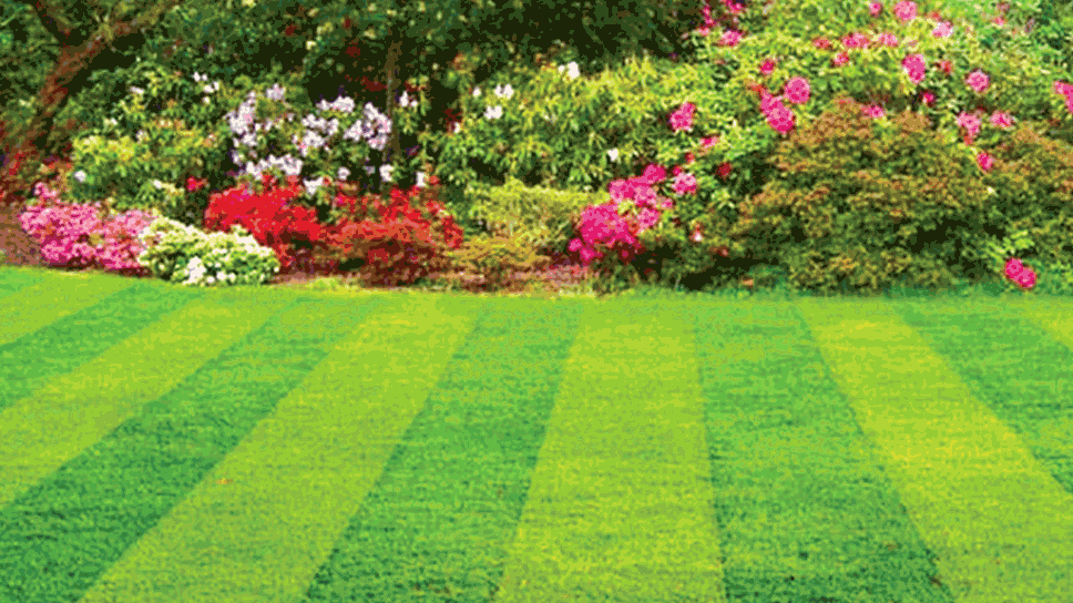A Regularly Trimmed Lawn Is Healthier And Easier To Care For
