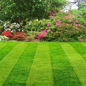 A Regularly Trimmed Lawn Is Healthier And Easier To Care For a-regularly-trimmed-lawn-is-healthier-and-easier-to-care-for