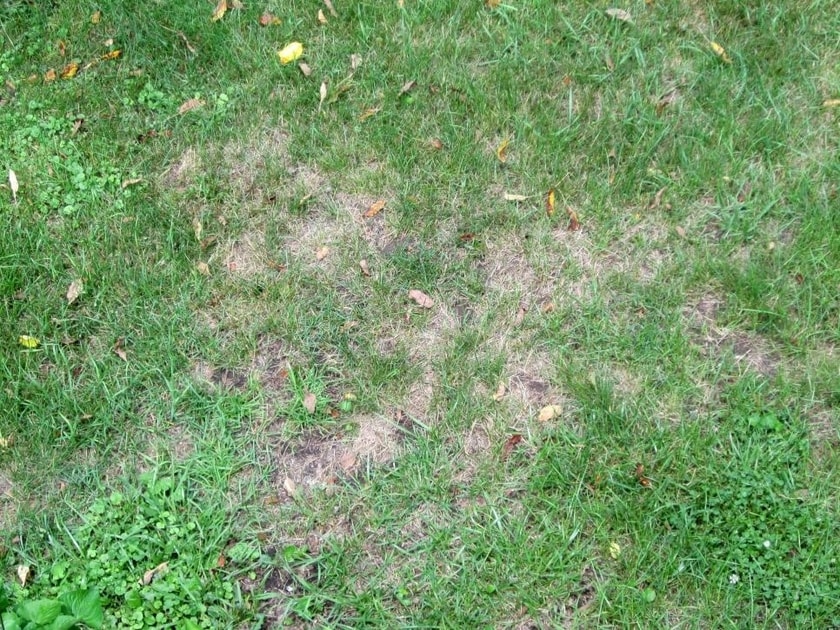 how-to-rid-your-lawn-of-pests-after-mowing