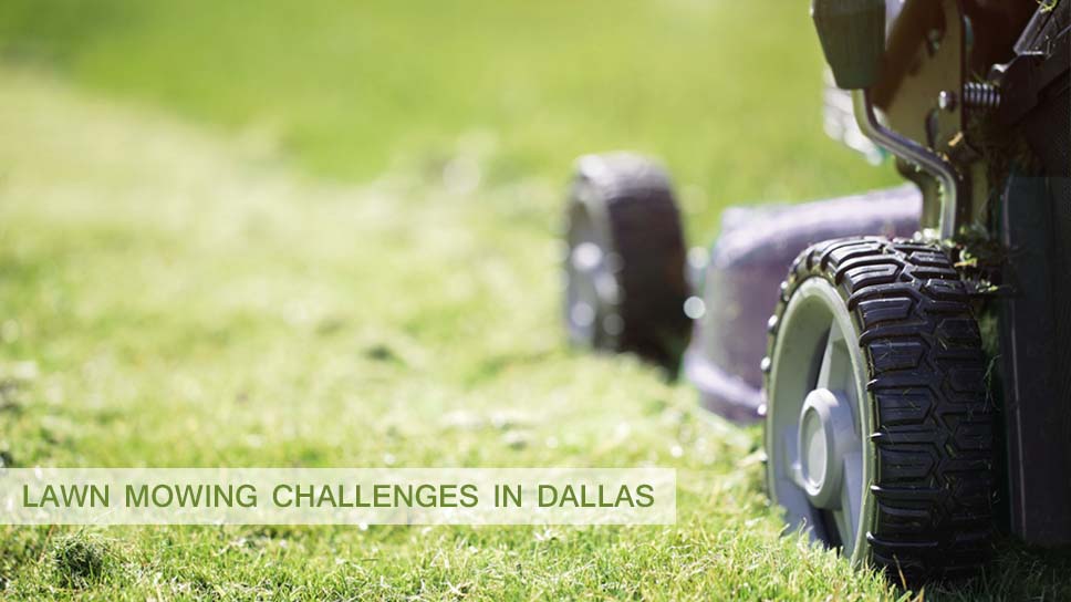 What Are Your Top Lawn Mowing Challenges In Dallas?