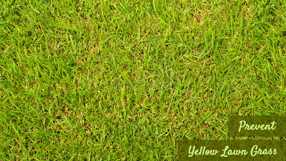 some-tips-to-prevent-yellow-lawn-grass-in-cedar-park