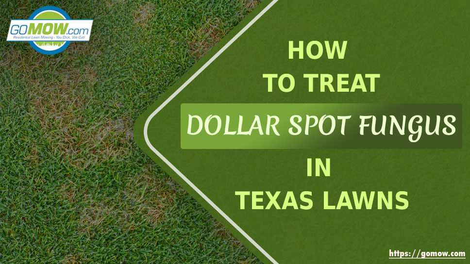 How To Treat Dollar Spot Fungus In Texas Lawns