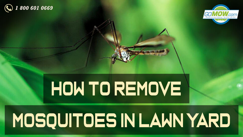 How To Remove Mosquitoes In Lawn Yard