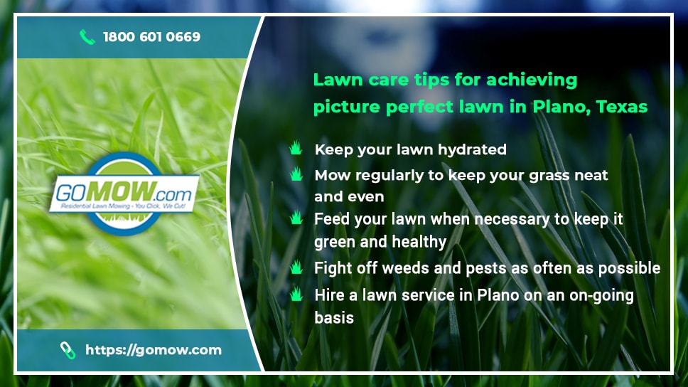 lawn-care-tips-for-achieving-picture-perfect-lawn-in-plano-texas