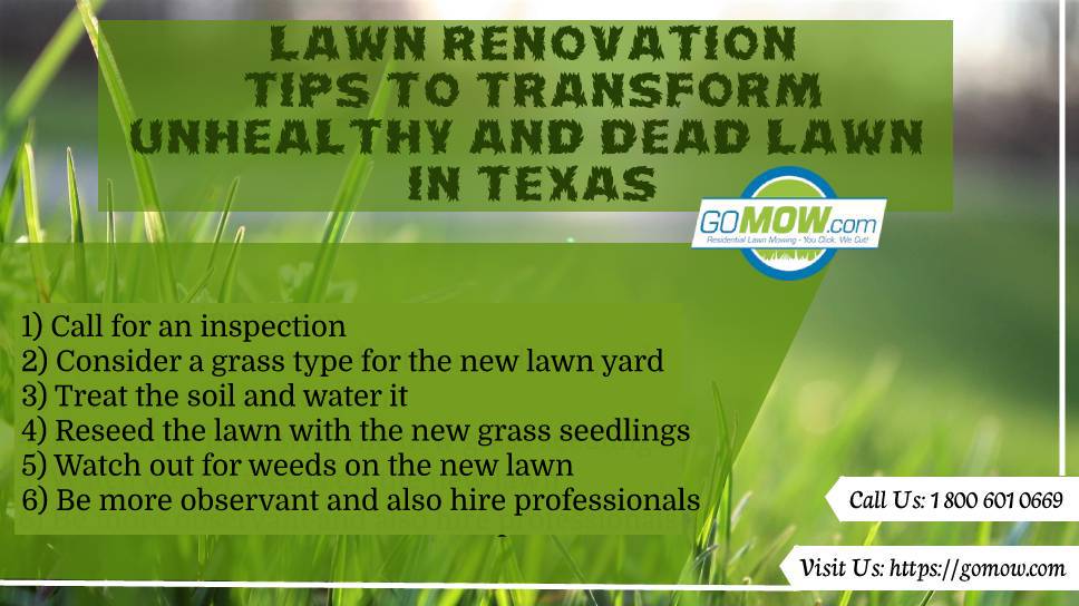 Lawn Renovation: Tips To Transform Unhealthy And Dead Lawn In Texas