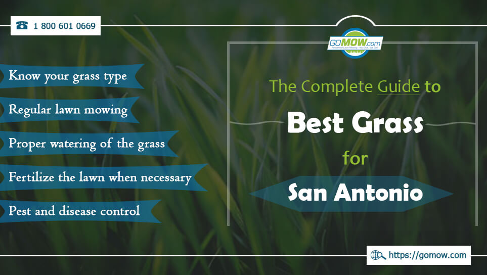 The Complete Guide To Best Grass For San Antonio