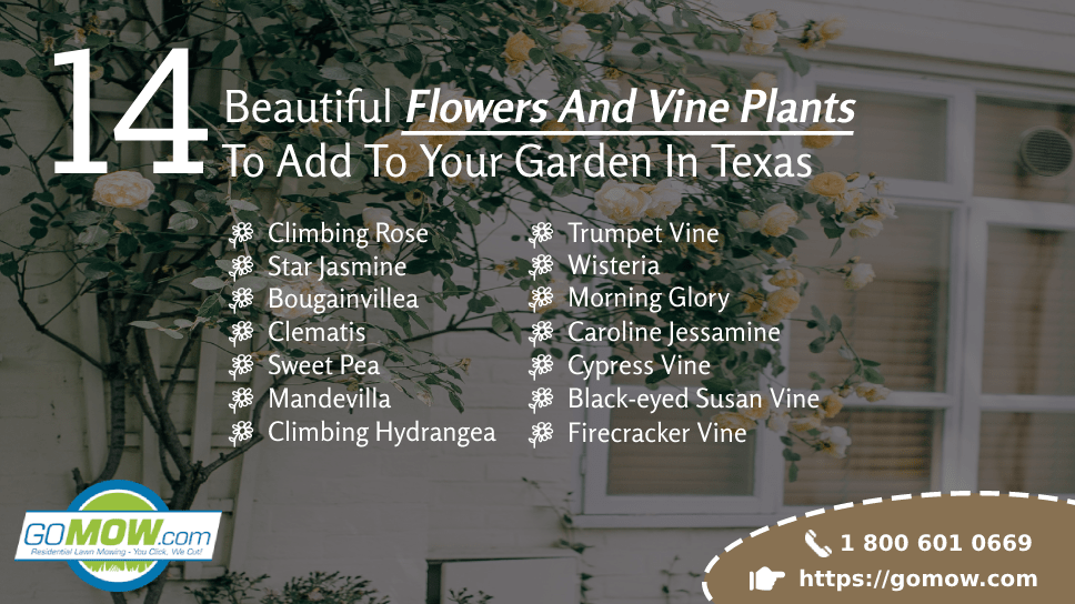 14 Beautiful Flowers And Vine Plants To Add To Your Garden In Texas
