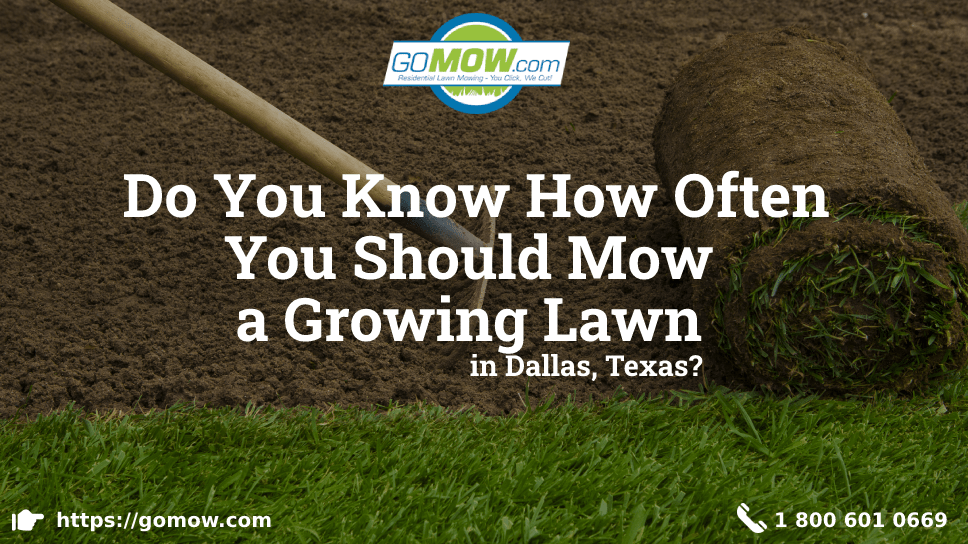 Do You Know How Often You Should Mow A Growing Lawn In Dallas, Texas?