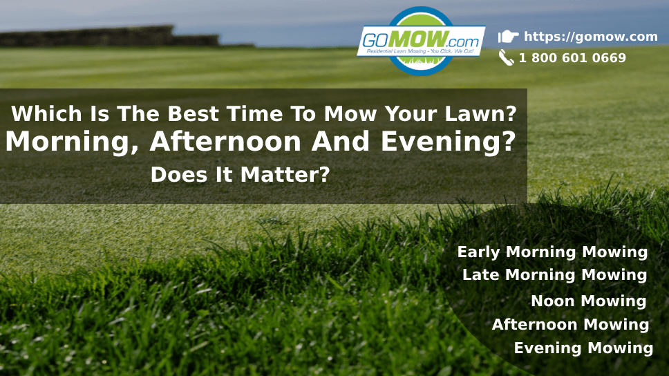 GoMow: Which Is The Best Time To Mow Your Lawn? Morning, Afternoon And Evening? Does It Matter?