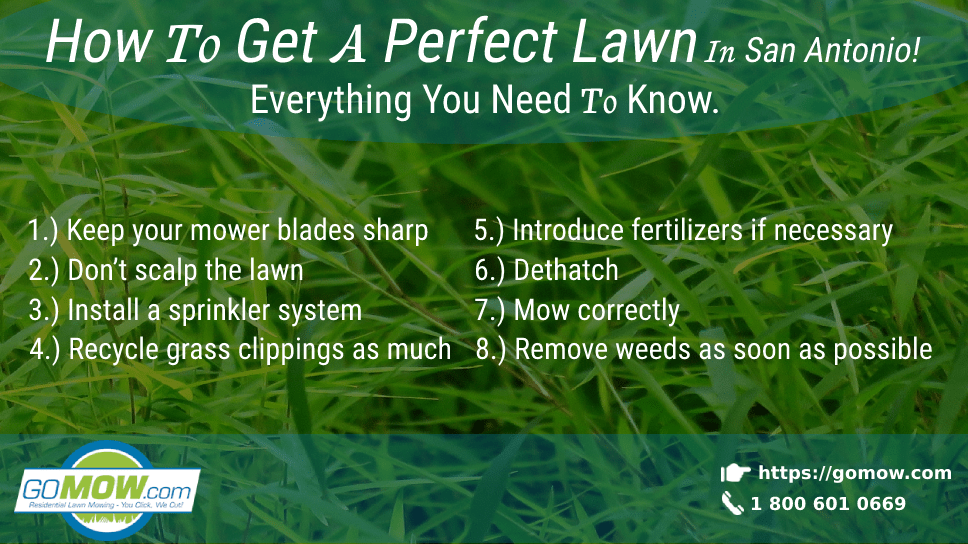 How To Get A Perfect Lawn In San Antonio! Everything You Need To Know.