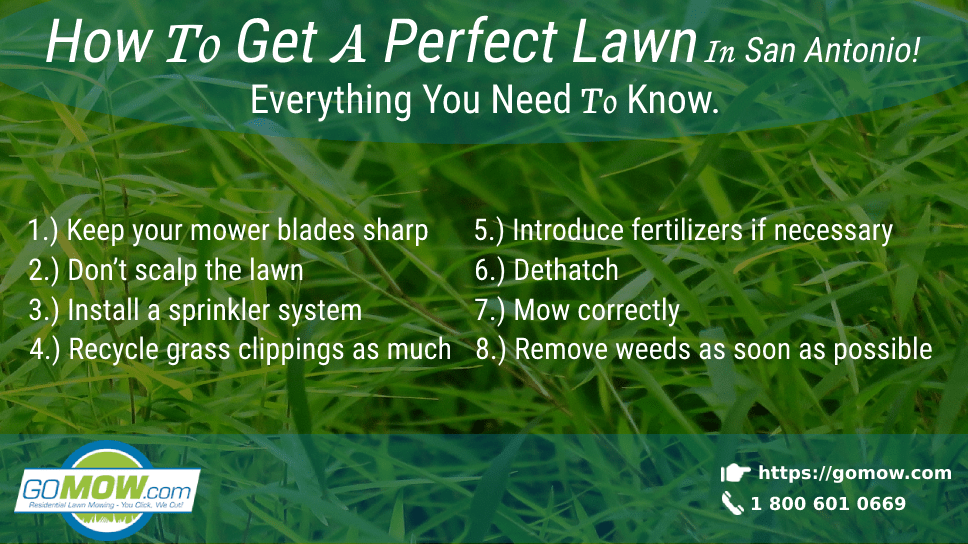 How To Get A Perfect Lawn In San Antonio! Everything You Need To Know.-min