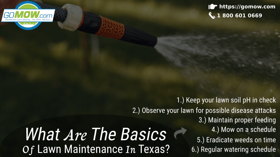 What Are The Basics Of Lawn Maintenance In Texas?