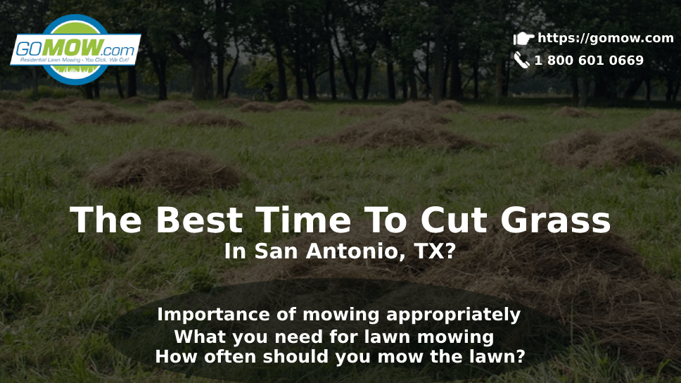 The Best Time To Cut Grass In San Antonio, TX?