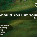 when-should-you-cut-your-grass-in-irving-tx