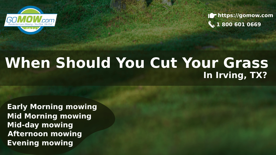 When Should You Cut Your Grass In Irving, TX?