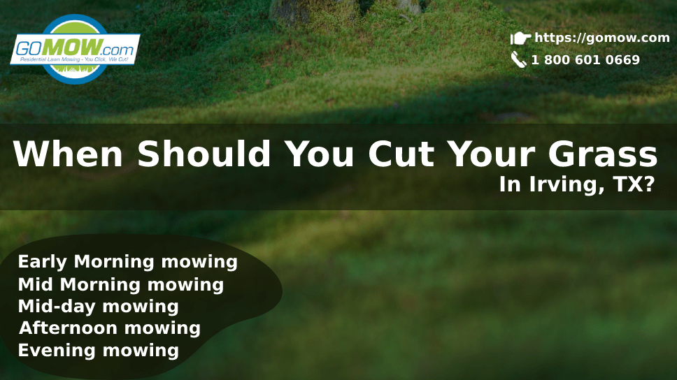 When Should You Cut Your Grass In Irving, TX -min