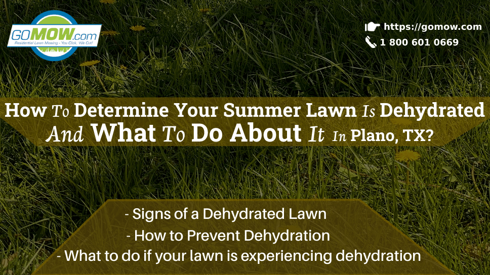 How To Determine Your Summer Lawn Is Dehydrated And What To Do About It In Plano, TX?