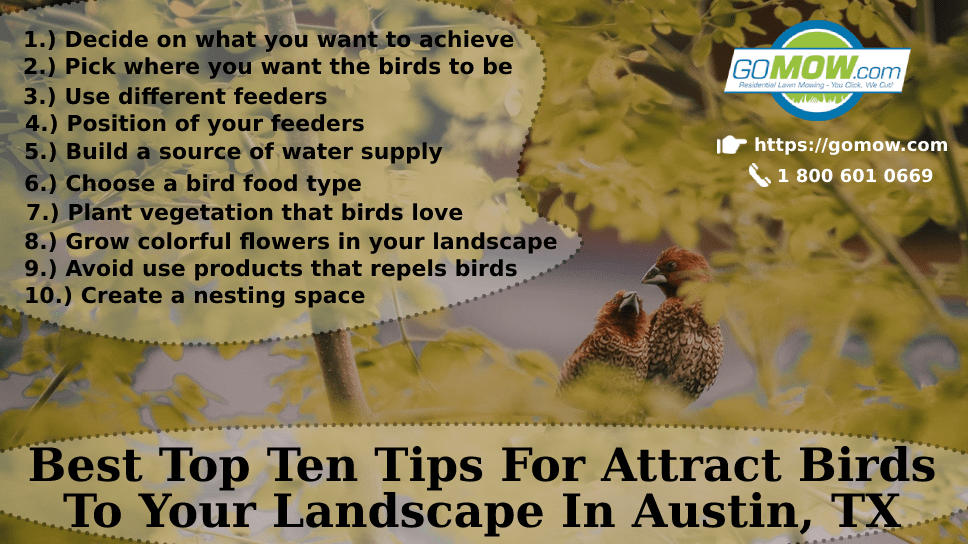Best Top Ten Tips For Attract Birds To Your Landscape In Austin, TX