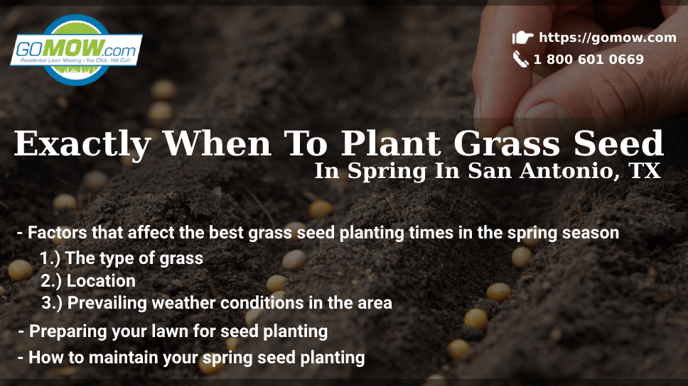 Exactly When To Plant Grass Seed In Spring In San Antonio, TX