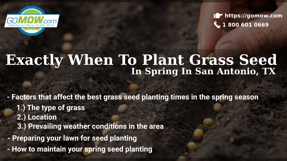 Planting grass seed on sale in spring