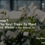 do-you-know-what-are-the-best-trees-to-plant-this-fall-and-winter-in-san-antonio-tx