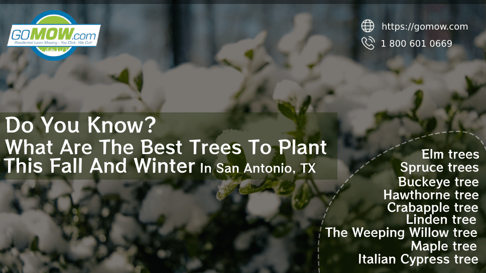 Do You Know? What Are The Best Trees To Plant This Fall And Winter In San Antonio, TX