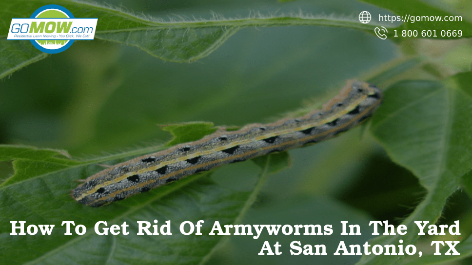 How To Get Rid Of Armyworms In The Yard At San Antonio, TX