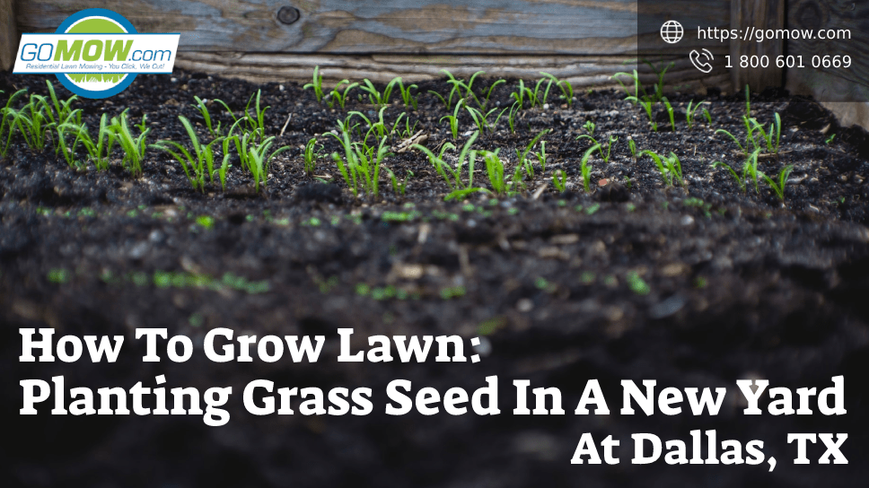 How To Grow Lawn Planting Grass Seed In A New Yard At Dallas Tx Gomow