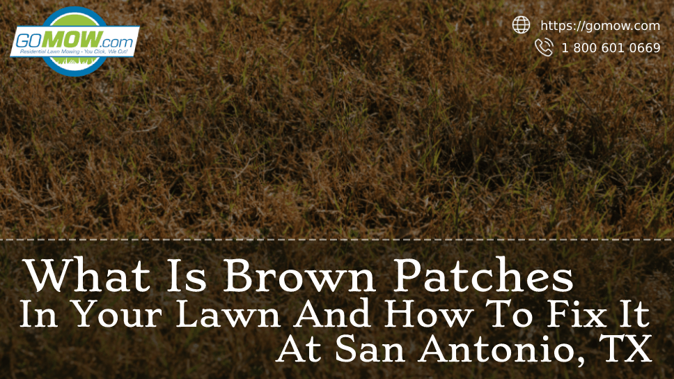What Is Brown Patches In Your Lawn And How To Fix It At San Antonio, TX