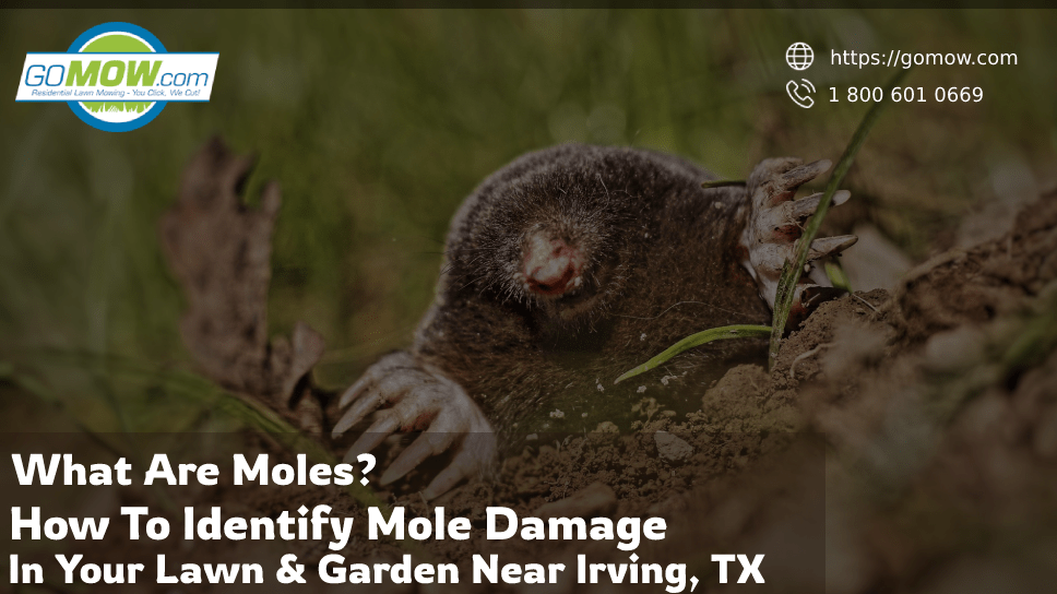 What Are Moles? How To Identify Mole Damage In Your Lawn & Garden Near Irving, TX