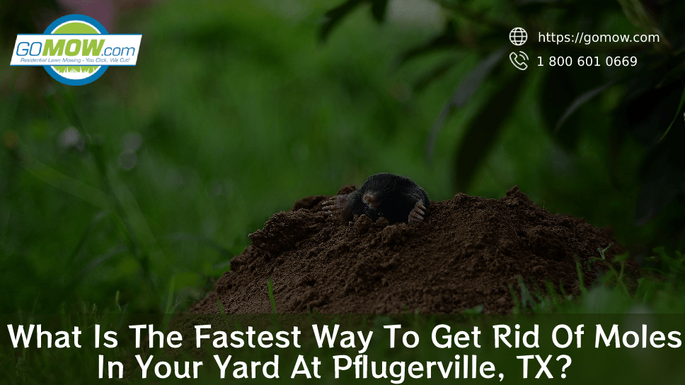 What Is The Fastest Way To Get Rid Of Moles In Your Yard At Pflugerville, TX?