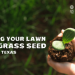 growing-your-lawn-from-grass-seed-in-dallas-texas