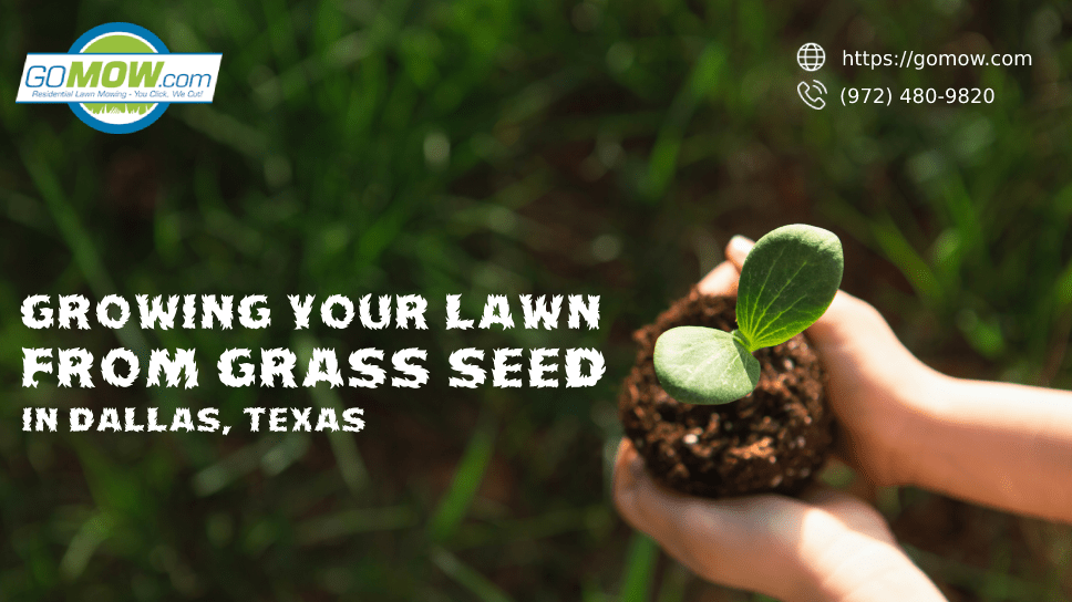 growing-your-lawn-from-grass-seed-in-dallas-texas
