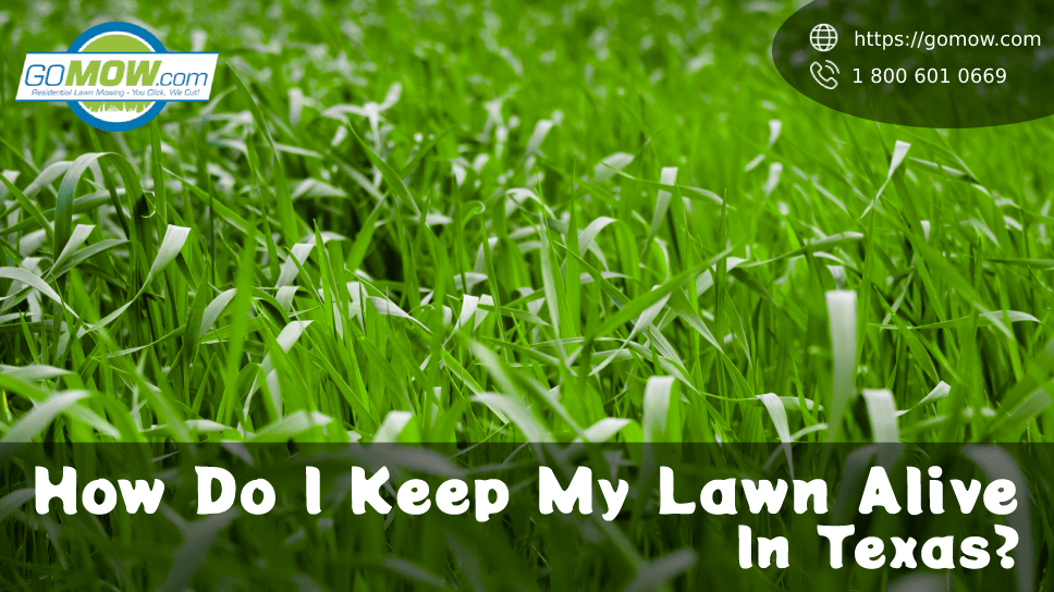 How Do I Keep My Lawn Alive In Texas?