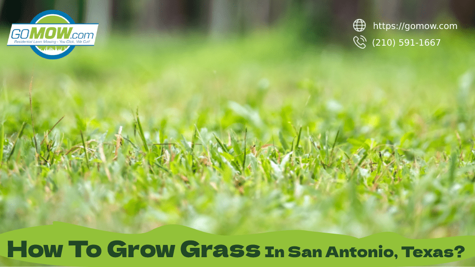 How To Grow Grass In San Antonio, Texas?