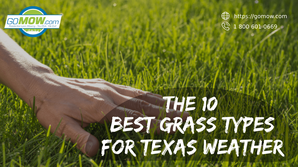 the-10-best-grass-types-for-texas-weather