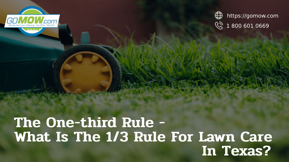 The One-third Rule – What Is The 1/3 Rule For Lawn Care In Texas?