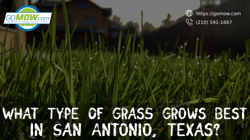 What Type Of Grass Grows Best In San Antonio, Texas?