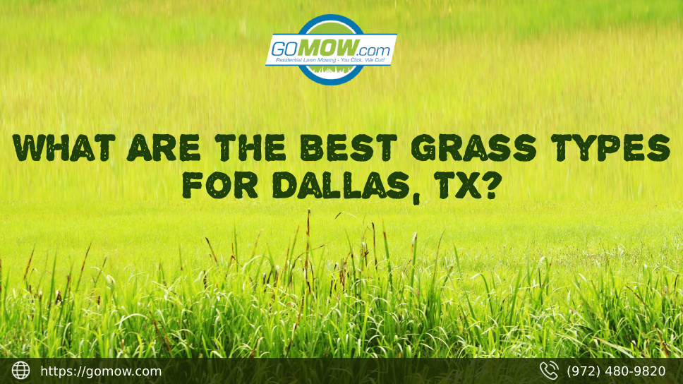 What Are The Best Grass Types For Dallas, TX? GoMow