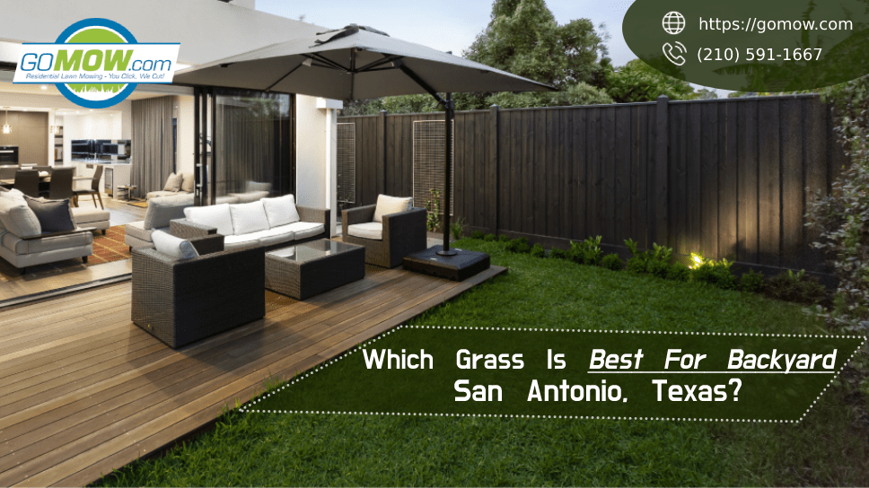which-grass-is-best-for-backyard-san-antonio-texas