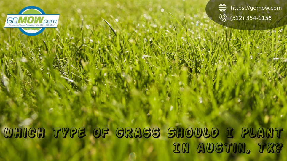 which-type-of-grass-should-i-plant-in-austin-tx