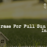 best-grass-for-full-sun-yards-in-texas